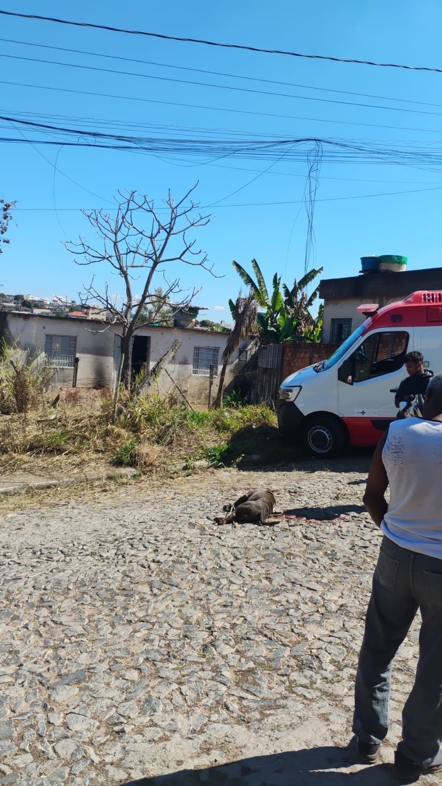 Pitbull ataca mãe e filho no bairro Paraíso, em Divinópolis