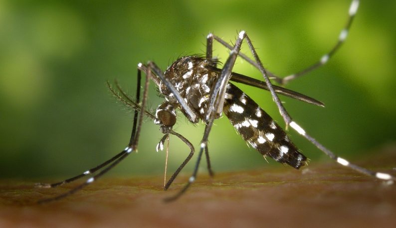 Dengue supera 2 mil casos confirmados em Divinópolis e já provoca quatro mortes no ano