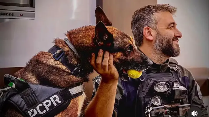 Cão policial aposentado por câncer volta ao trabalho após apresentar depressão no Paraná