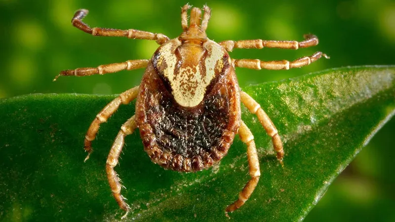 Febre maculosa já matou 11 pessoas em Minas neste ano 